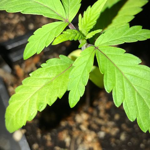 Do- Si- Dos #3 growlog timeline photo
