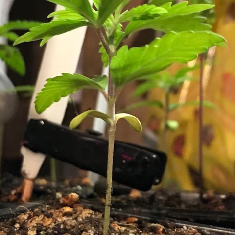 Do- Si- Dos #1 growlog timeline photo
