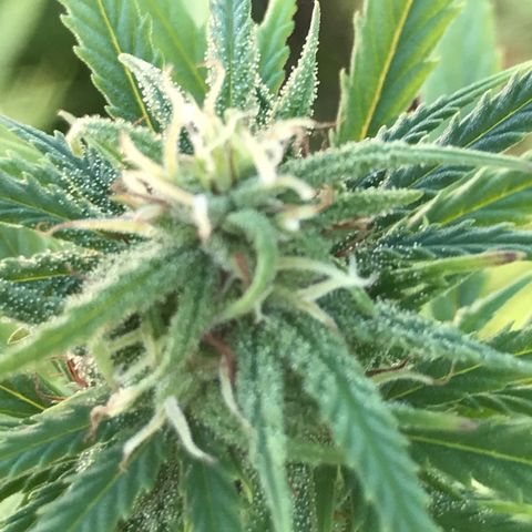 Monster Bud kush  growlog timeline photo