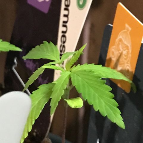 Sweet Lemon Ak #1 growlog timeline photo
