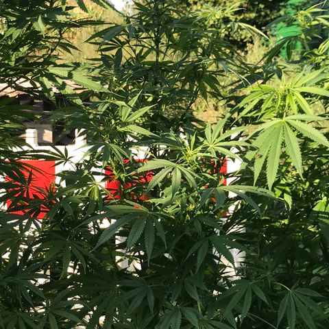 Hollands Hope  #2 growlog timeline photo