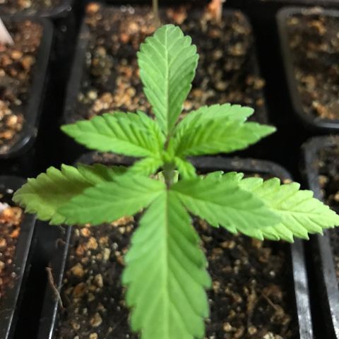 Sweet Lemon Ak #3 growlog timeline photo