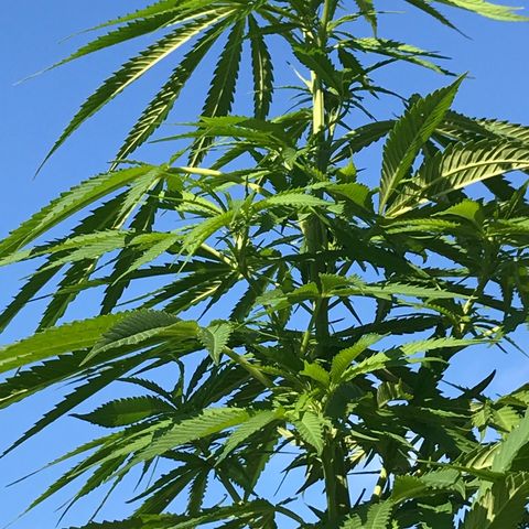 Hollands Hope  #1 growlog timeline photo