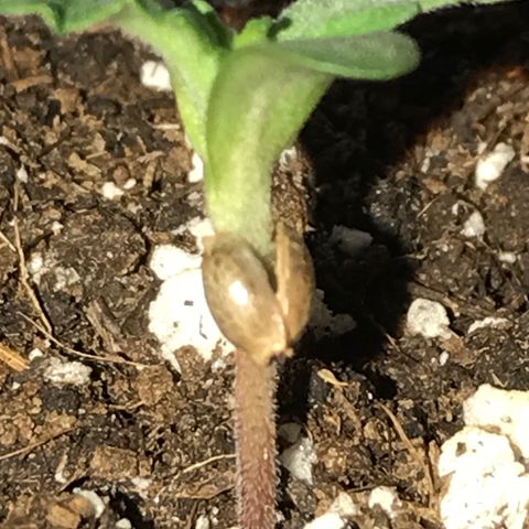 Royal Biscotti  #3 growlog timeline photo