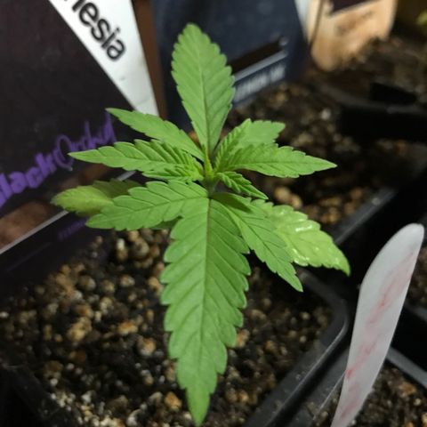 Black Orchid  #1 growlog timeline photo