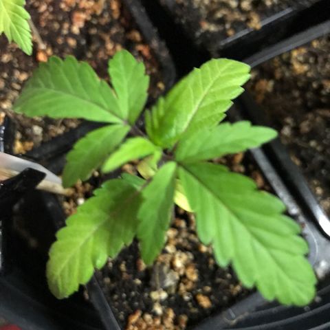 Do- Si- Dos #3 growlog timeline photo