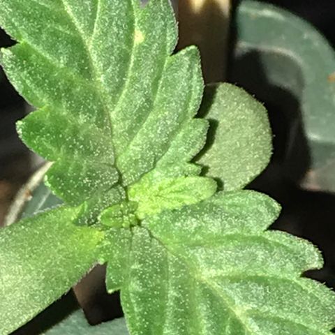 Royal Apple Fritter #3 growlog timeline photo