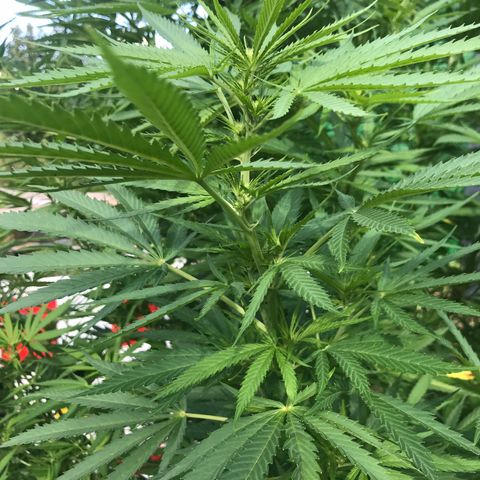Hollands Hope  #1 growlog timeline photo