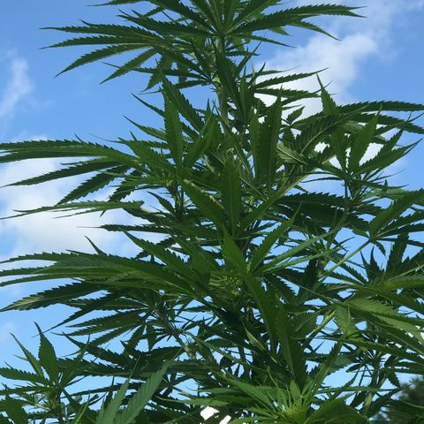 Hollands Hope  #1 growlog timeline photo
