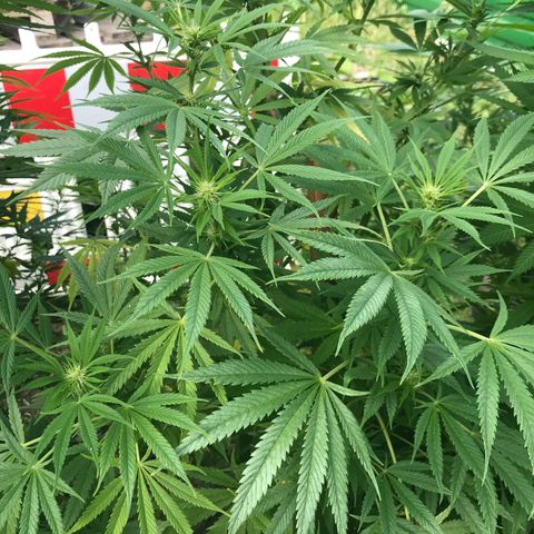 Hollands Hope  #2 growlog timeline photo