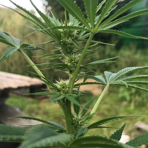 Hollands Hope  #2 growlog timeline photo