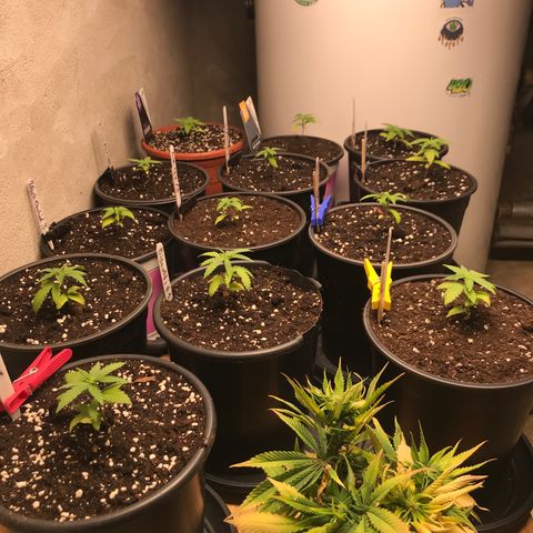 Do- Si- Dos #3 growlog timeline photo