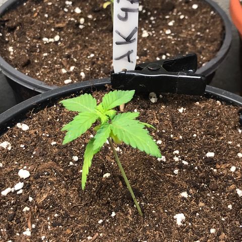 Sweet Lemon Ak #2 growlog timeline photo