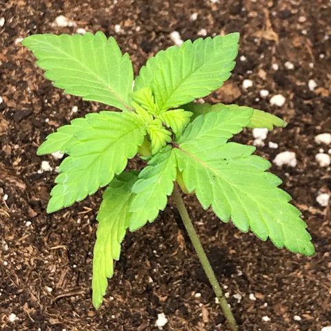 Sweet Lemon Ak #2 growlog timeline photo