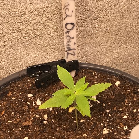 Black Orchid  #2 growlog timeline photo