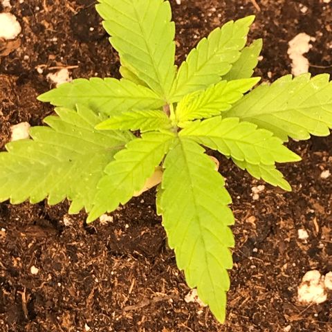 Black Orchid  #2 growlog timeline photo