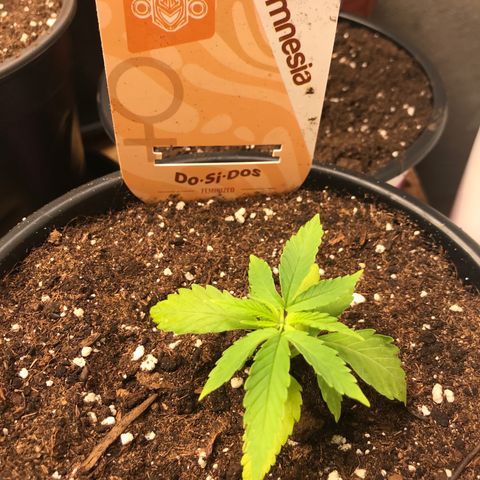 Do- Si- Dos #1 growlog timeline photo