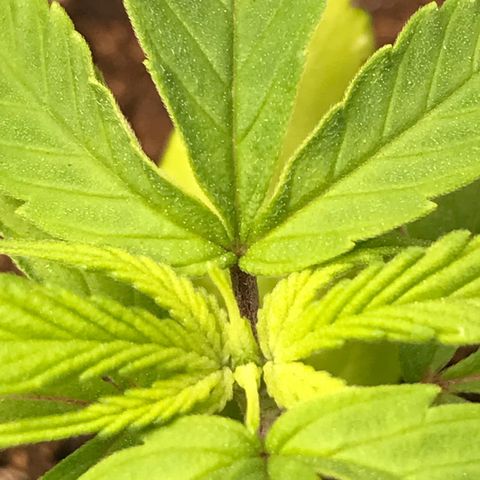 Do- Si- Dos #1 growlog timeline photo
