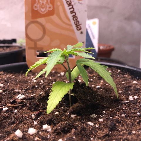 Do- Si- Dos #1 growlog timeline photo