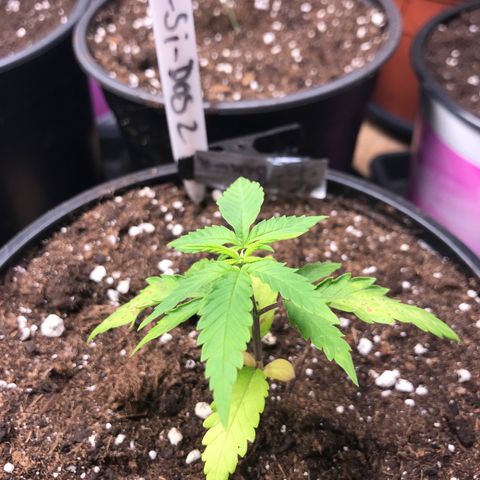 Do- Si- Dos #2 growlog timeline photo