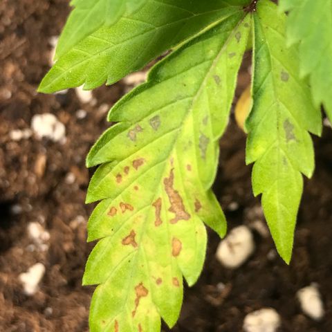 Do- Si- Dos #2 growlog timeline photo