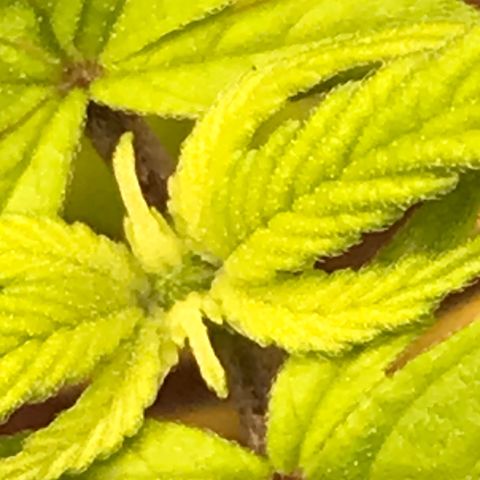 Do- Si- Dos #2 growlog timeline photo