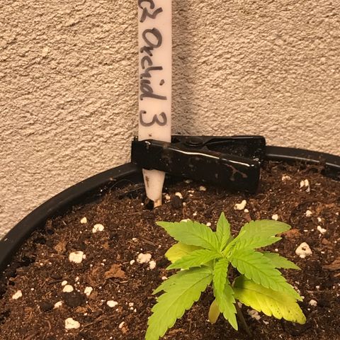 Black Orchid  #3 growlog timeline photo