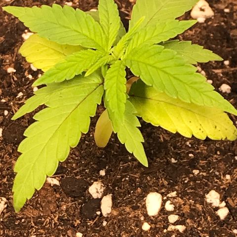 Black Orchid  #3 growlog timeline photo