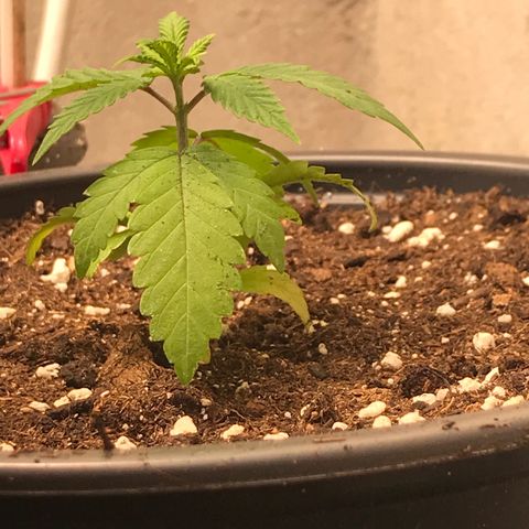 Black Orchid  #3 growlog timeline photo