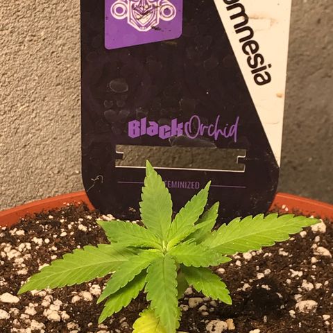 Black Orchid  #1 growlog timeline photo