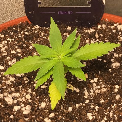 Black Orchid  #1 growlog timeline photo
