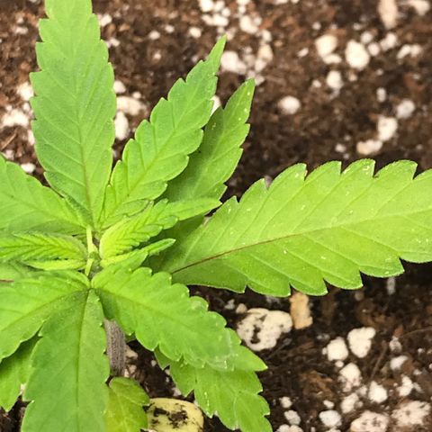 Black Orchid  #1 growlog timeline photo