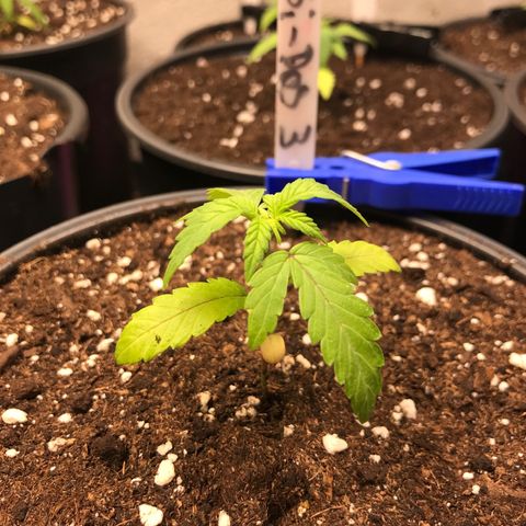 Do- Si- Dos #3 growlog timeline photo
