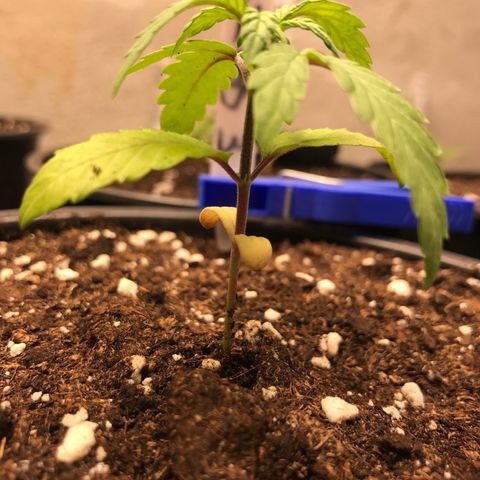 Do- Si- Dos #3 growlog timeline photo