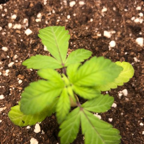 Do- Si- Dos #3 growlog timeline photo