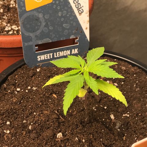 Sweet Lemon Ak #1 growlog timeline photo