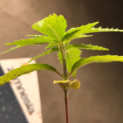Sweet Lemon Ak #1 growlog timeline photo