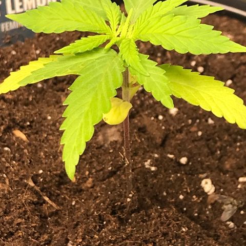 Sweet Lemon Ak #1 growlog timeline photo