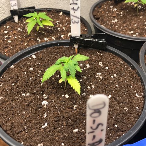 Sweet Lemon Ak #3 growlog timeline photo