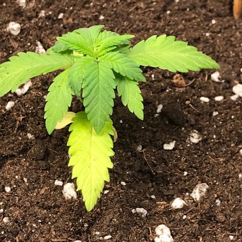 Sweet Lemon Ak #3 growlog timeline photo
