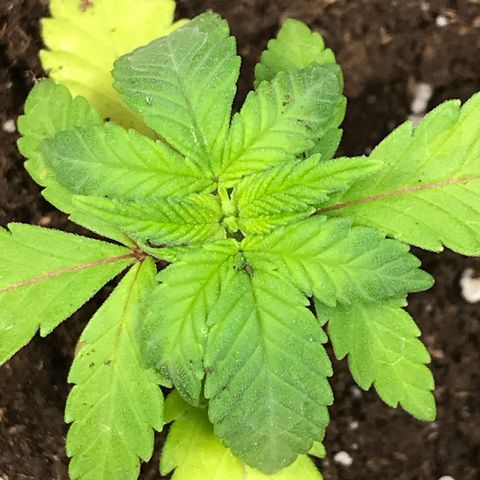 Sweet Lemon Ak #3 growlog timeline photo