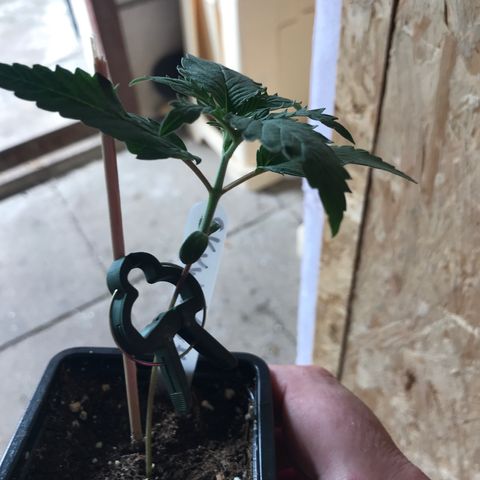 Royal Skywalker  #3 growlog timeline photo