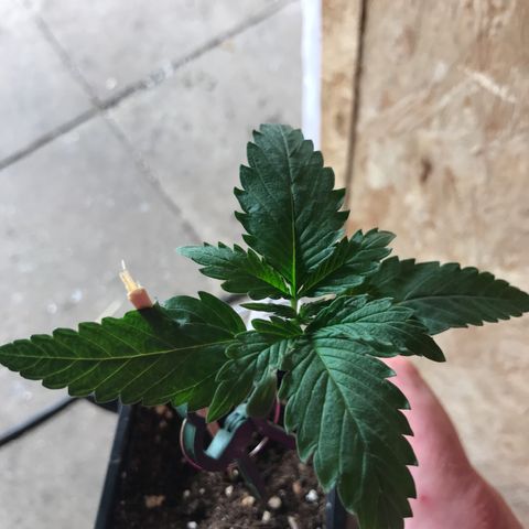 Royal Skywalker  #3 growlog timeline photo