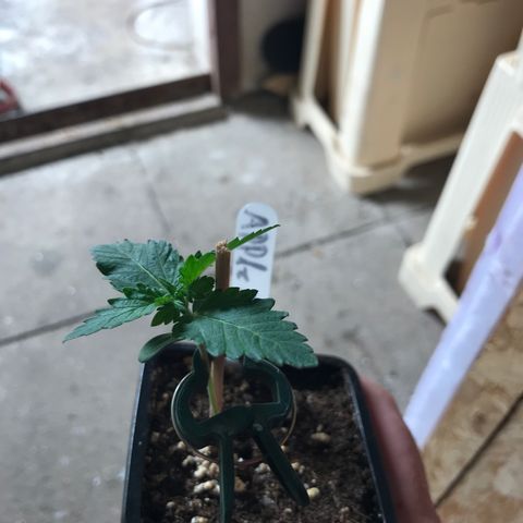 Royal Apple Fritter #3 growlog timeline photo