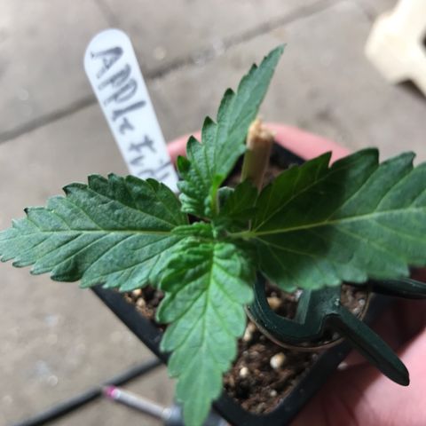 Royal Apple Fritter #3 growlog timeline photo
