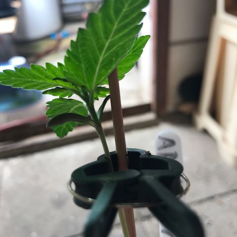 Royal Apple Fritter #3 growlog timeline photo