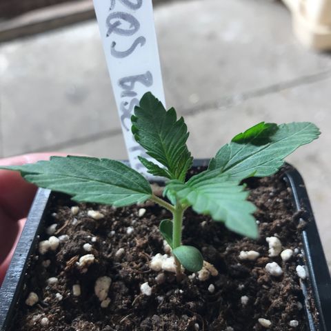 Royal Biscotti  #3 growlog timeline photo
