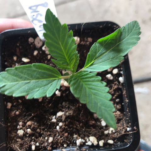 Royal Biscotti  #3 growlog timeline photo