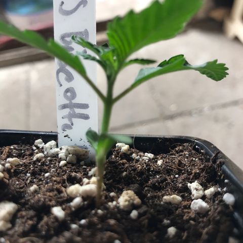 Royal Biscotti  #3 growlog timeline photo