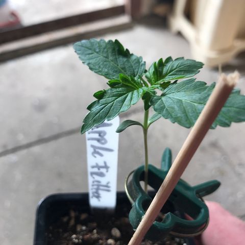 Royal Apple Fritter #2 growlog timeline photo